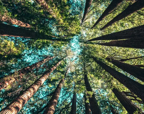 OTL-Gouverneur-Sherbrooke-nature-trees-summer