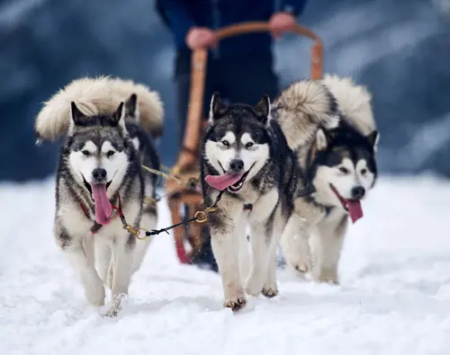 OTL-Gouverneur-Sherbrooke_Traineau-a-chien-Cantons-de-l'Est